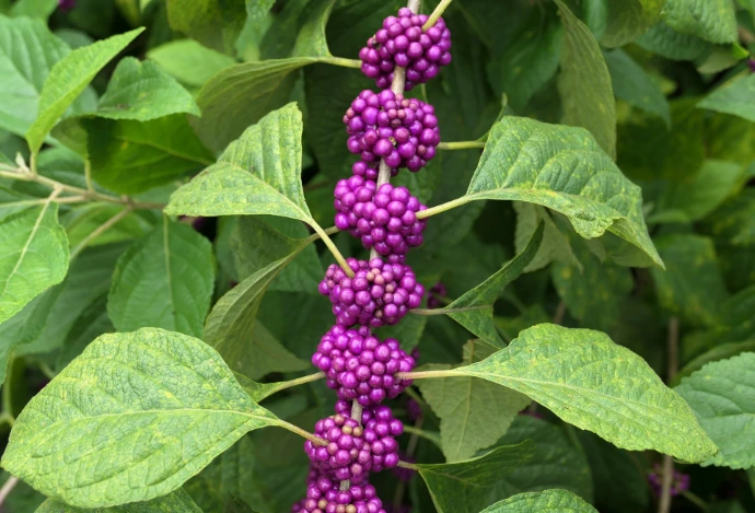Purple berries are growing on a plant with green leaves